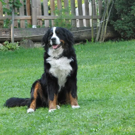 Haus Verdi Casa de hóspedes 3*